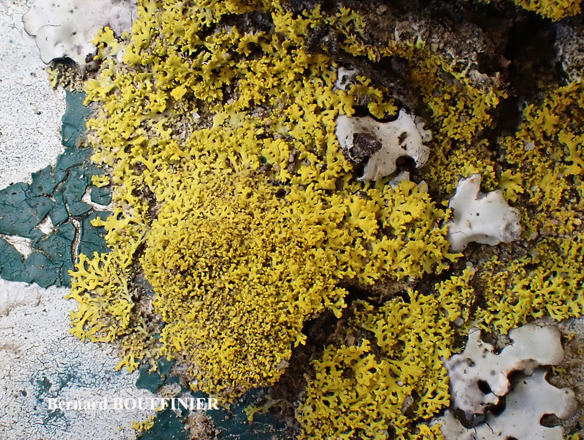 Candelaria concolor forme sur substrats artificiels.